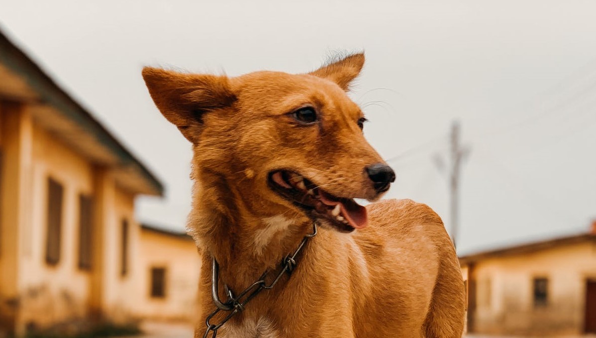 Basenji